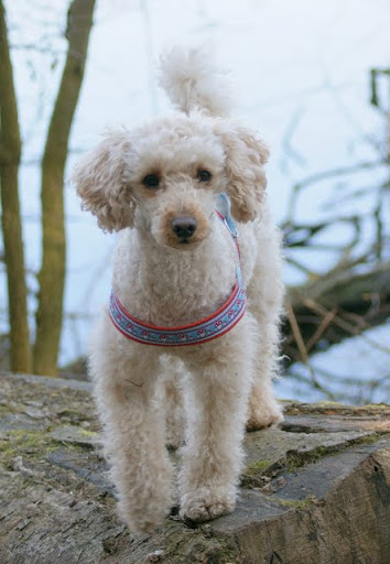 Pudelbilder-Threat : Pudel - Seite 13 - Hundeforum Hundund