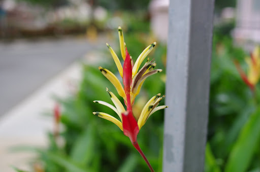 IMGP0600.JPG