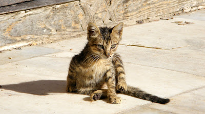 Fez no es Marrakech - Blogs de Marruecos - 05 Por la medina de Fez (15)