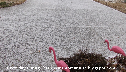 photo of hail and flamingos