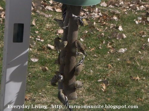 photo of gold finch feeding on the feeder