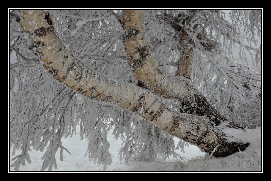 Frozen trees + Ajouts DSC_0055_GF