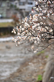 川沿いの白梅