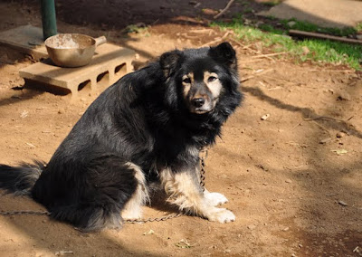 西光寺境内に犬