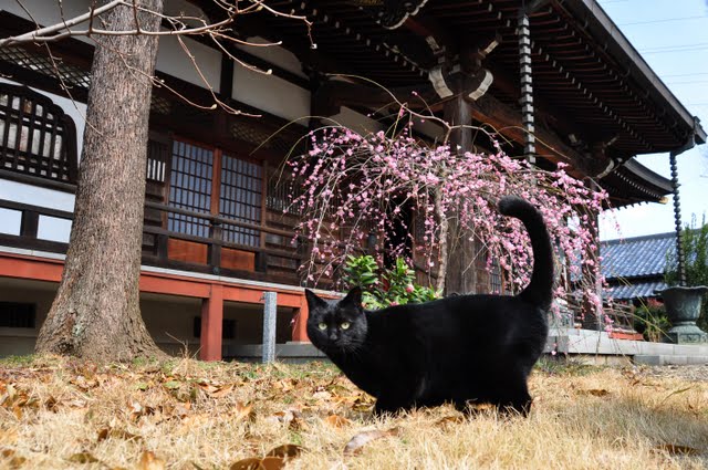 しだれ梅と猫
