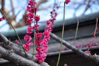 紅梅