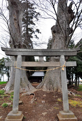 白鬚神社鳥居と大ケヤキ