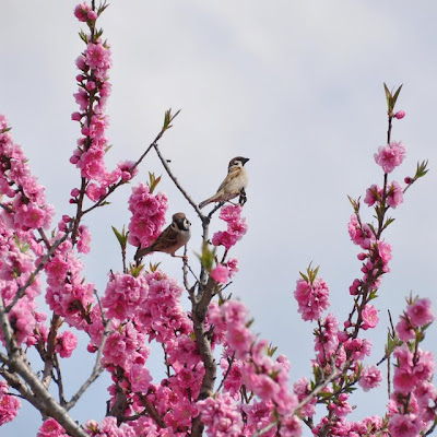 雀と花桃