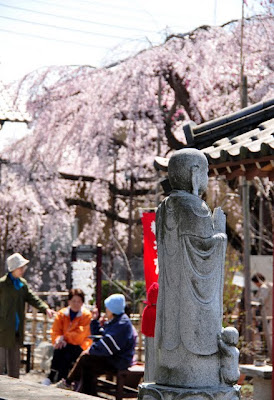 お地蔵さまとしだれ桜