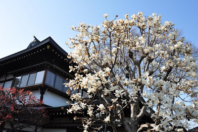 木蓮