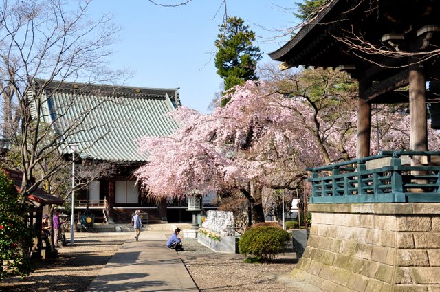 鐘楼としだれ桜