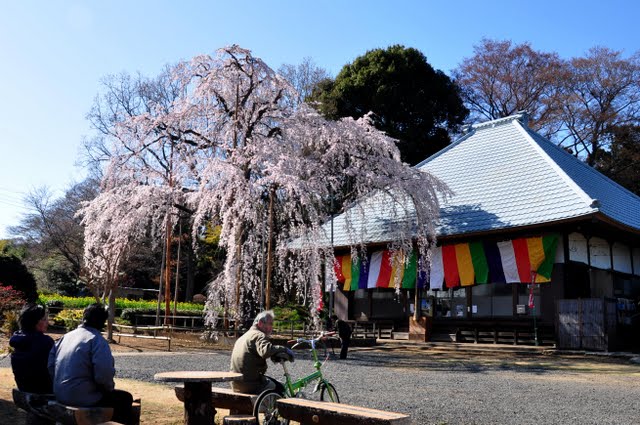 慈眼寺しだれ桜全景