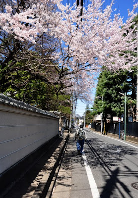 中院前の道と桜