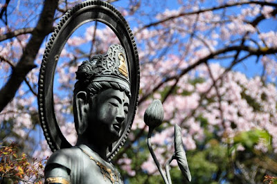 観音さまと桜