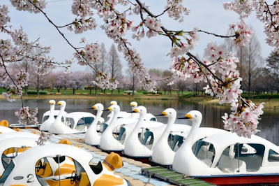ボートと桜