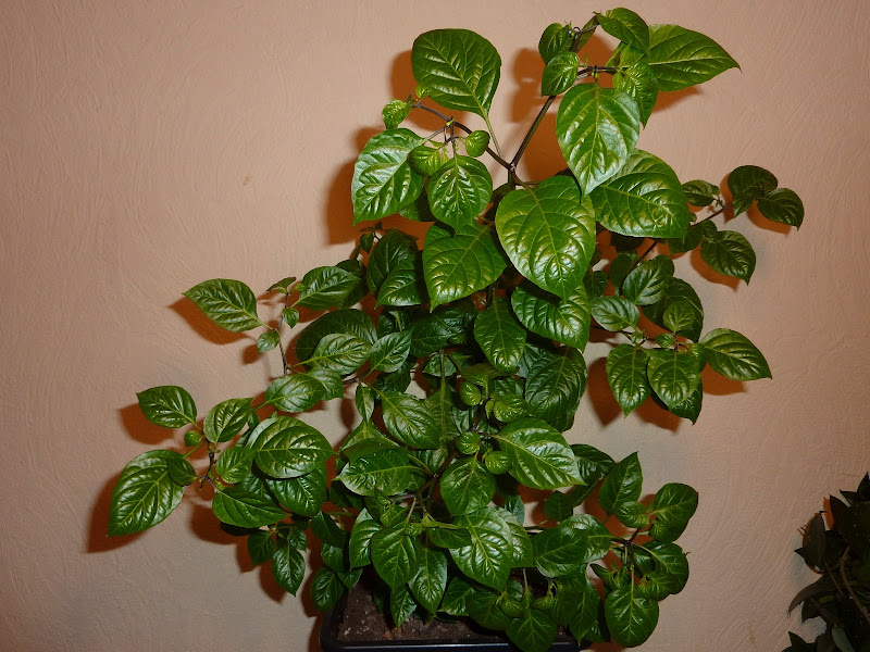 P1080771.JPG