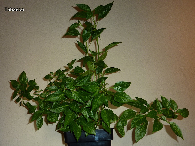 P1090051.JPG