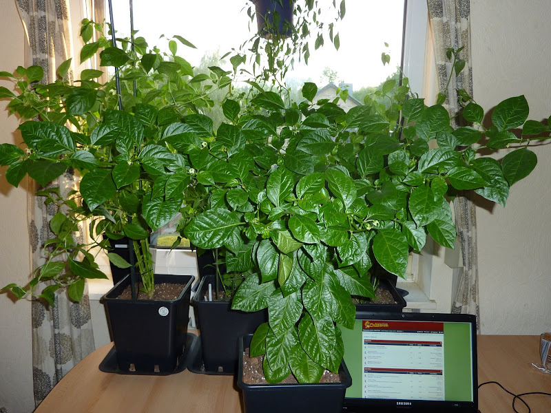 P1090474.JPG