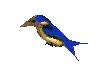 colibrì colibrì