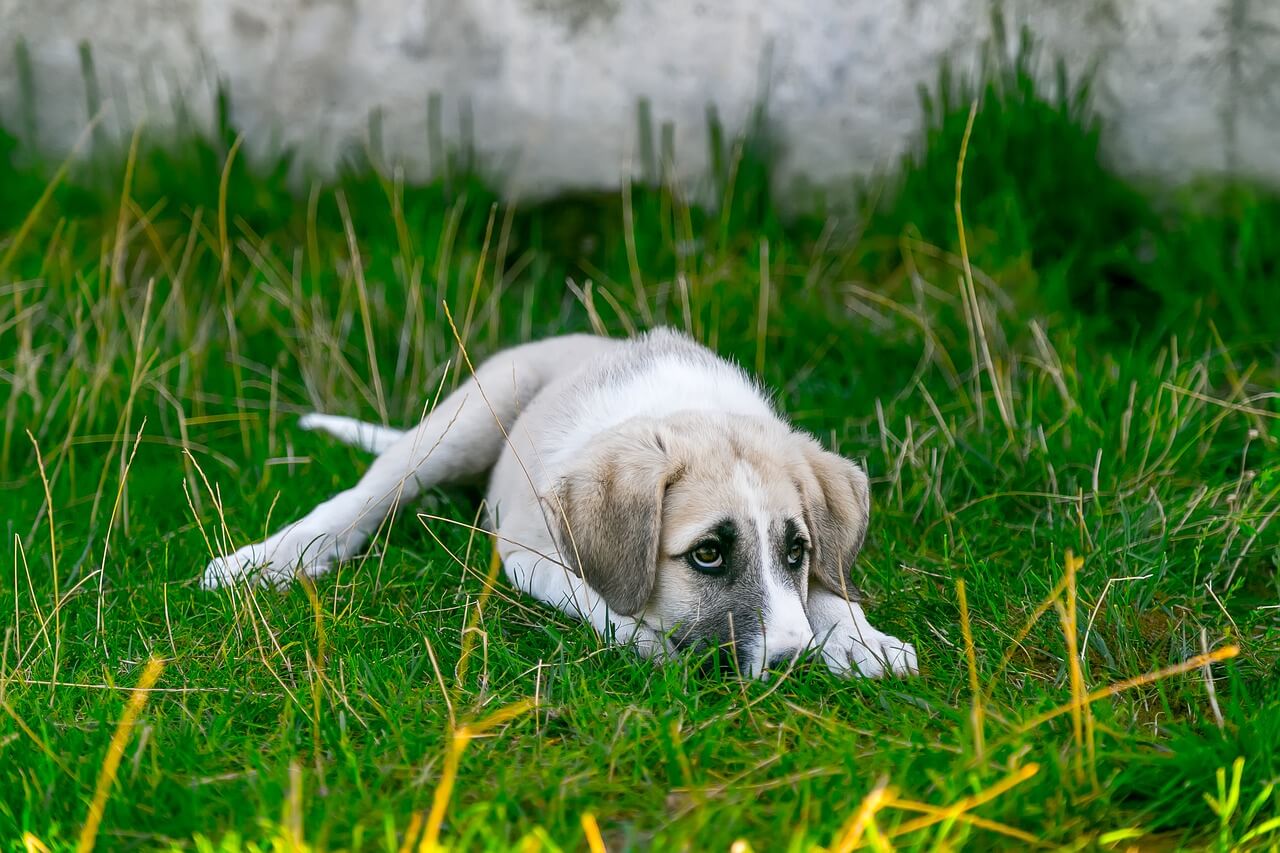 Why Is My Dog Chewing Her Tail?
