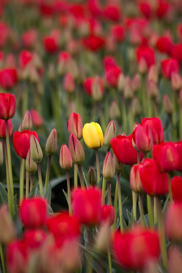 a-tulips-8693.jpg