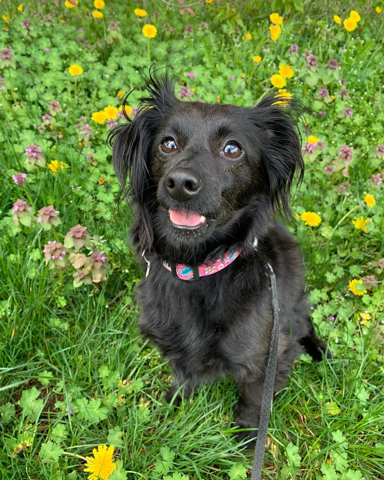 Bonnie the chiweenie