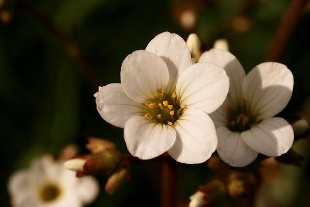 bloem haarlems klokkenspel het virtuele herbarium 91 knolsteenbreek luuk bloem haarlems klokkenspel het virtuele herbarium 91 knolsteenbreek luuk