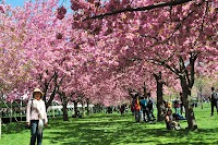 New York: Dạo chơi con đường đầy hoa anh đào
