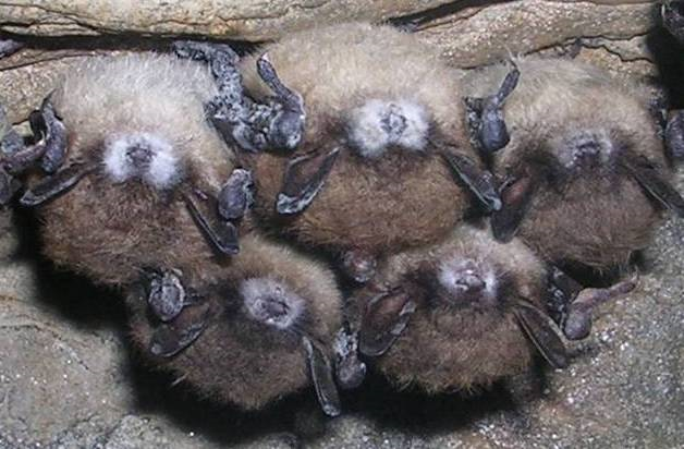 Bats with white nose fungus. www.bats.org.uk