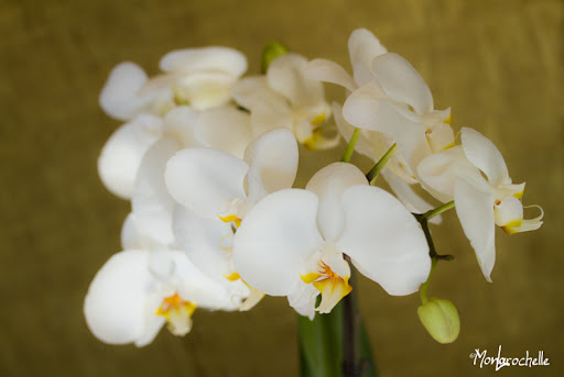 Phalaenopsis Blanc sans identification OrchPhalaenopsisBlancNID110224_0032RM