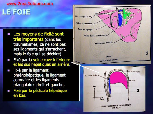 Anatomie du foie 2