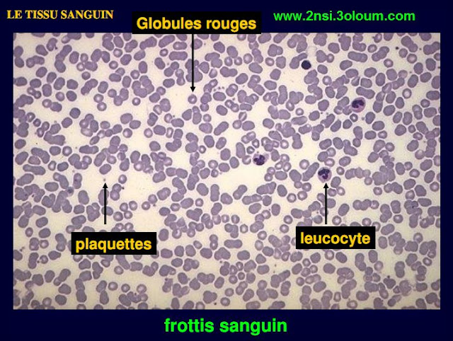 tissu-sanguin 2