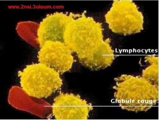 cellules sanguines et hématopoièse 7