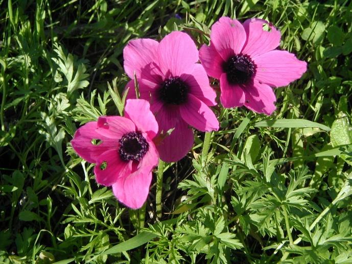 C:\Users\7User\Pictures\plants\geophytes\1geophites 1\Geophytes\כלניות\P2160012.JPG