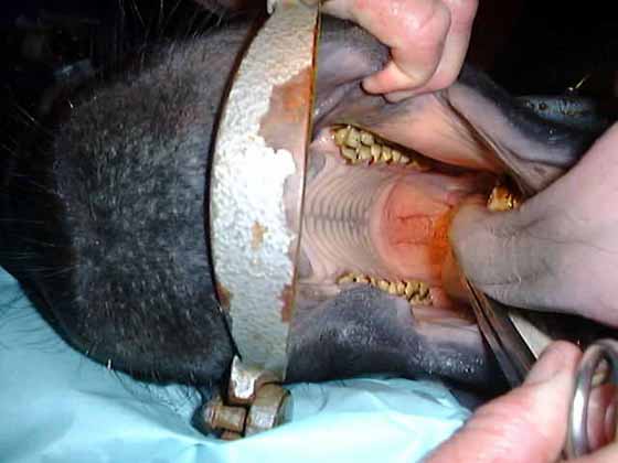 Tension palatoplasty procedure. Oral view of normal rostral soft palate of a horse. (Courtesy of Dr. TJ Ahern). 
