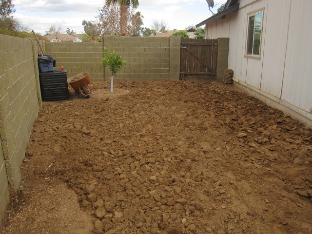 Uromastyx garden remodel: digging up soil