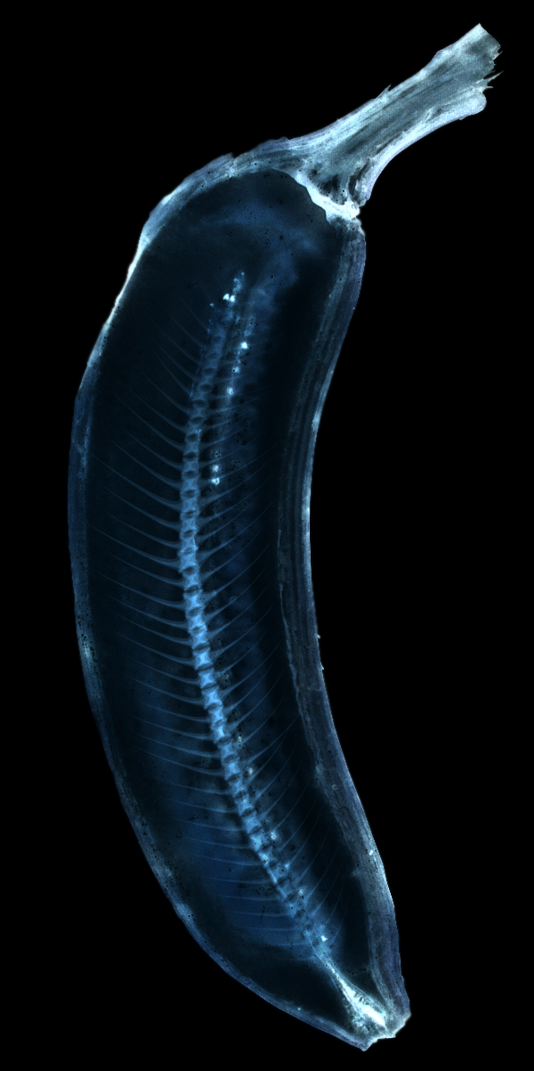 Efeito Raio-X em banana com o Photoshop - Final Efeito Raio-X em banana com o Photoshop - Final