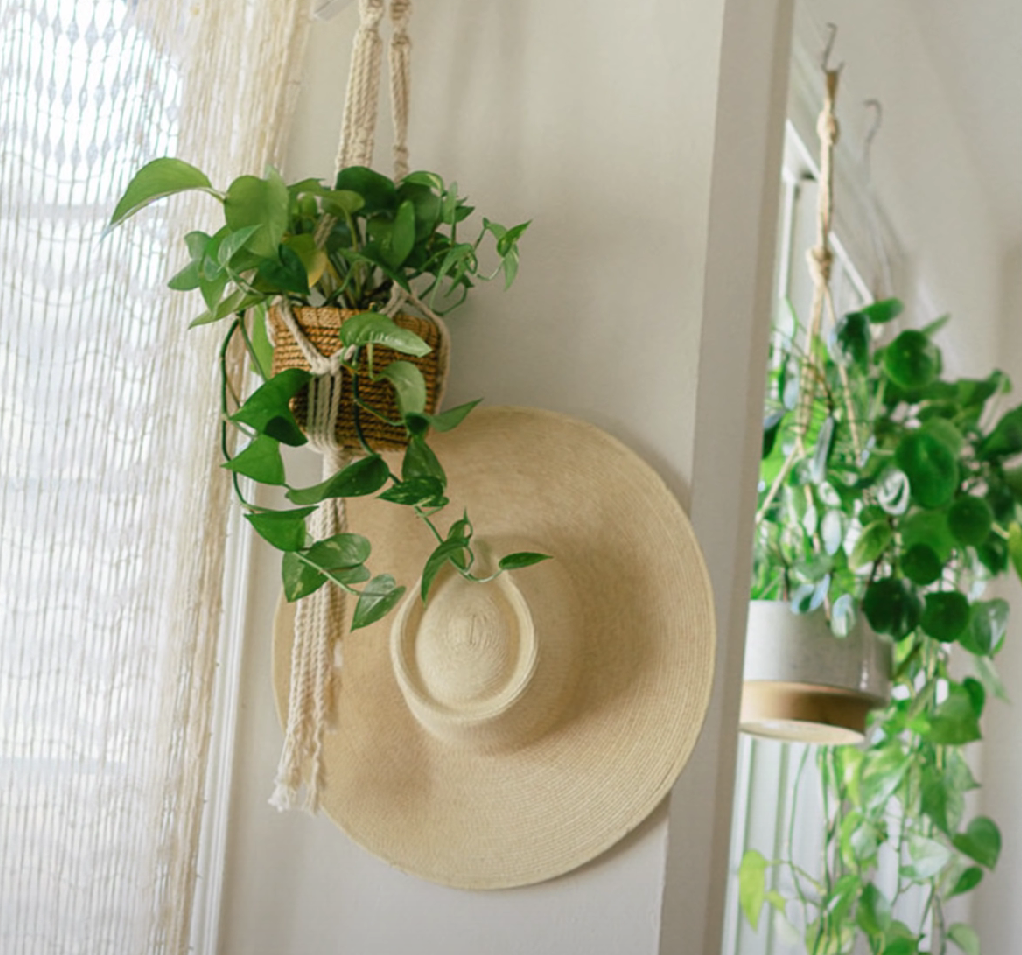 Pothos plants hanging in baskets
