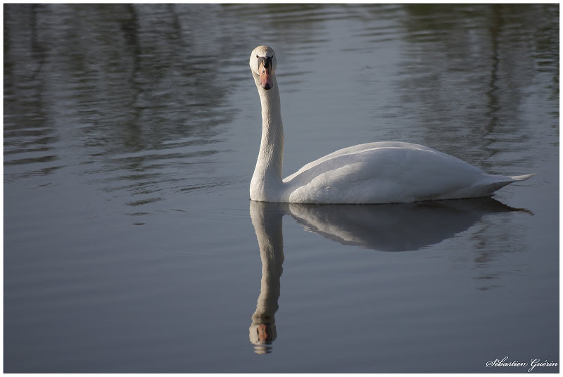 Cygne contorsionniste SEBY2082