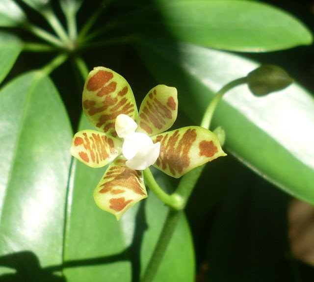 Phalaenopsis kunsteri или fuscata SDC18016