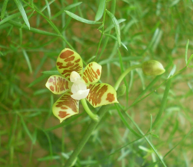 Phalaenopsis kunsteri или fuscata SDC18003