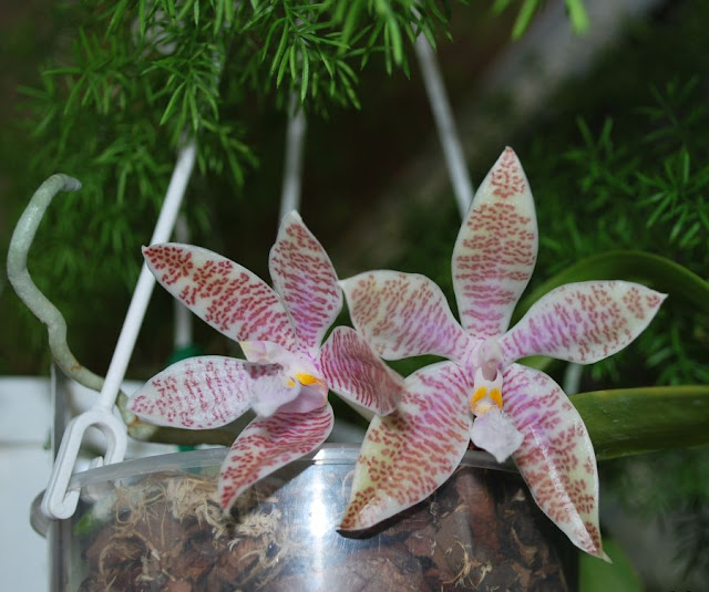 Phalaenopsis hieroglyphica (Иероглифика) DSC_0036
