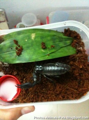 https://lh6.googleusercontent.com/_sPdCan9EQPw/TYtvUdYdGrI/AAAAAAAAAOI/JcUm2oZQOok/Pictures%20of%20exotic%20pets_0002.jpg