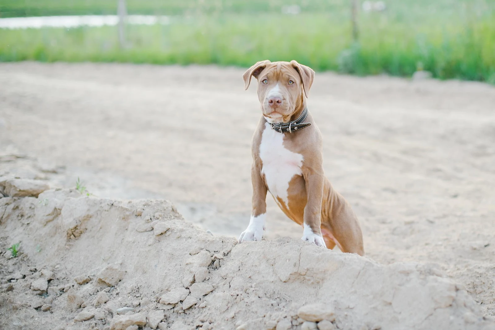 What to Expect When You Adopt a Baby Pitbull
