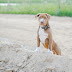 What to Expect When You Adopt a Baby Pitbull