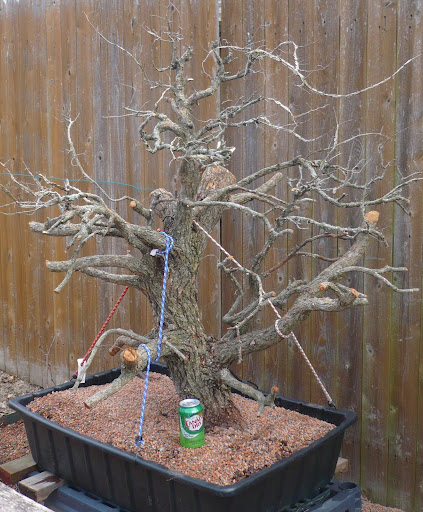 SandevBonsai yamadori video series - collecting on rocky terrain Big%20elm2