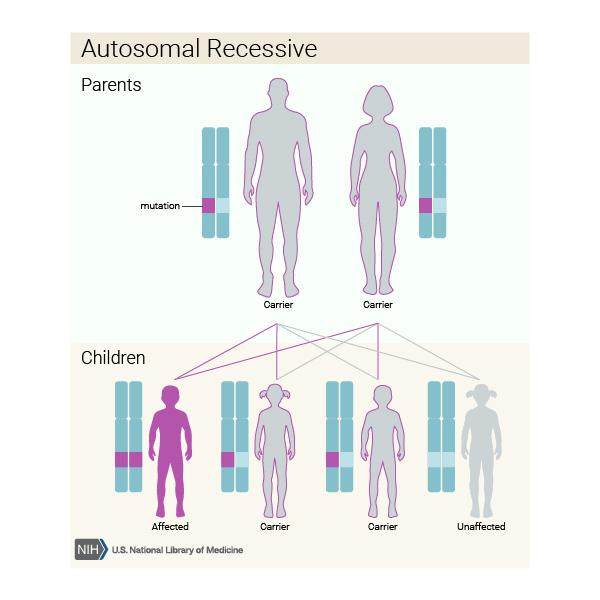 Both parents carry one copy of a mutated gene. In the next generation, one child is affected with the condition, two children are carriers, and one is unaffected and not a carrier.