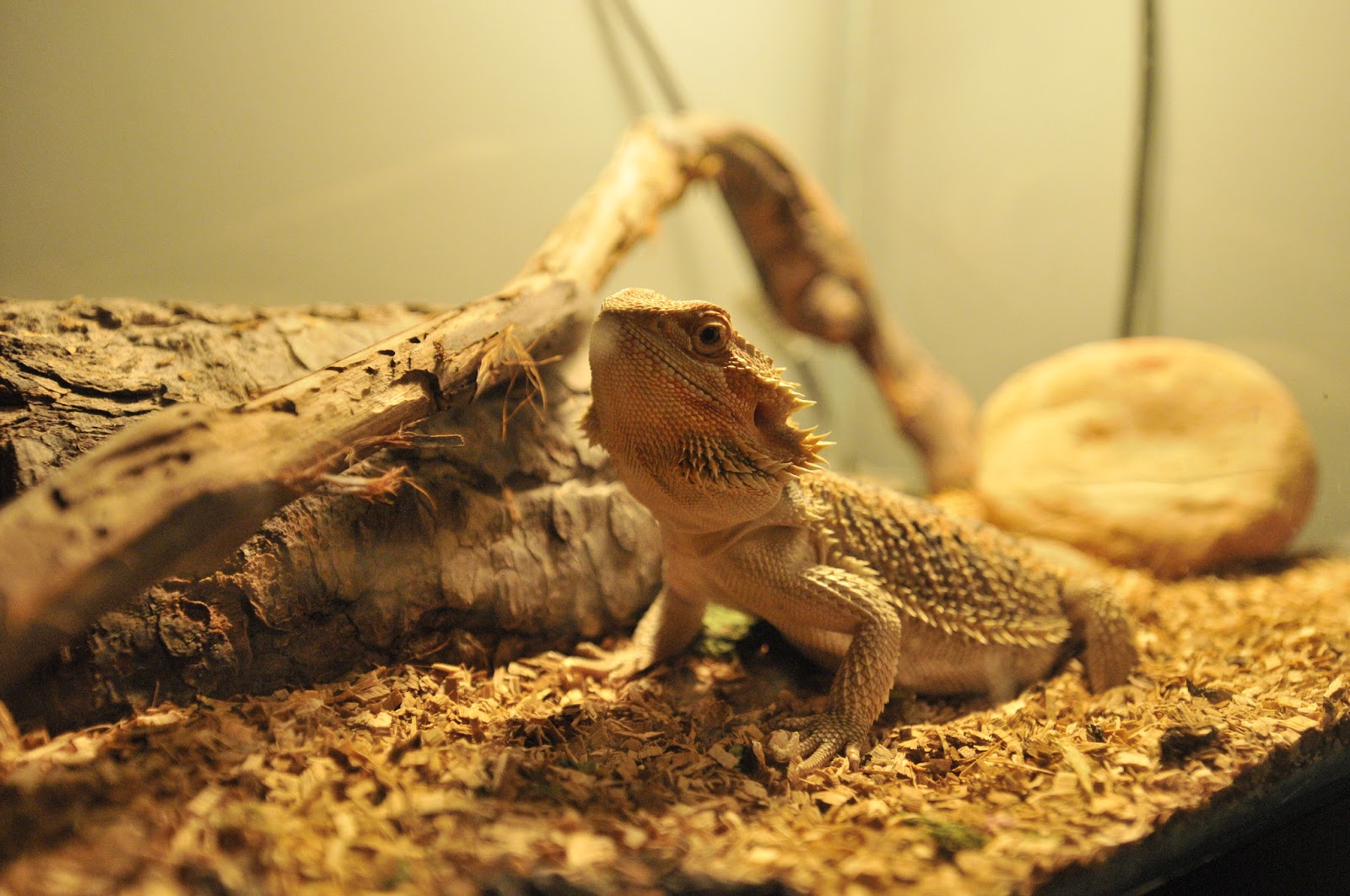 Bearded dragon in a minimalist enclosure