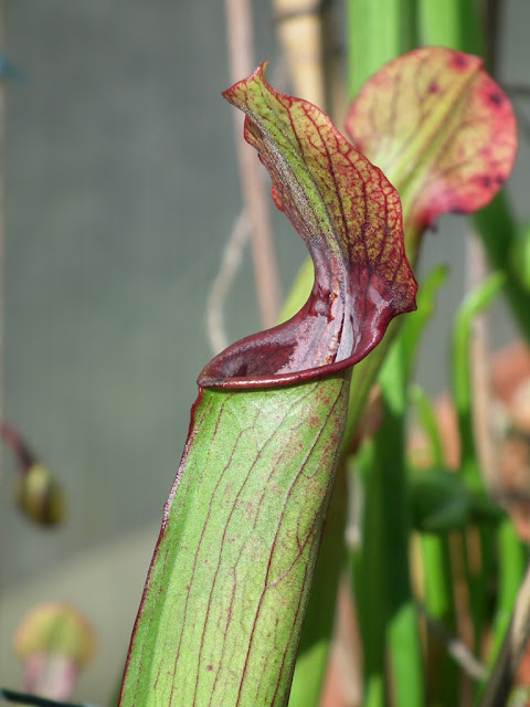 Sarracenia, vigueur du printemps DSCF2218