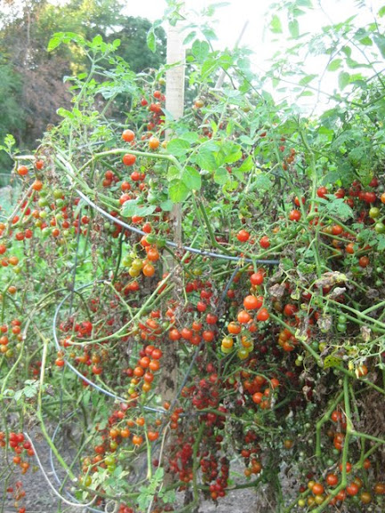 Currant Sweet Pea